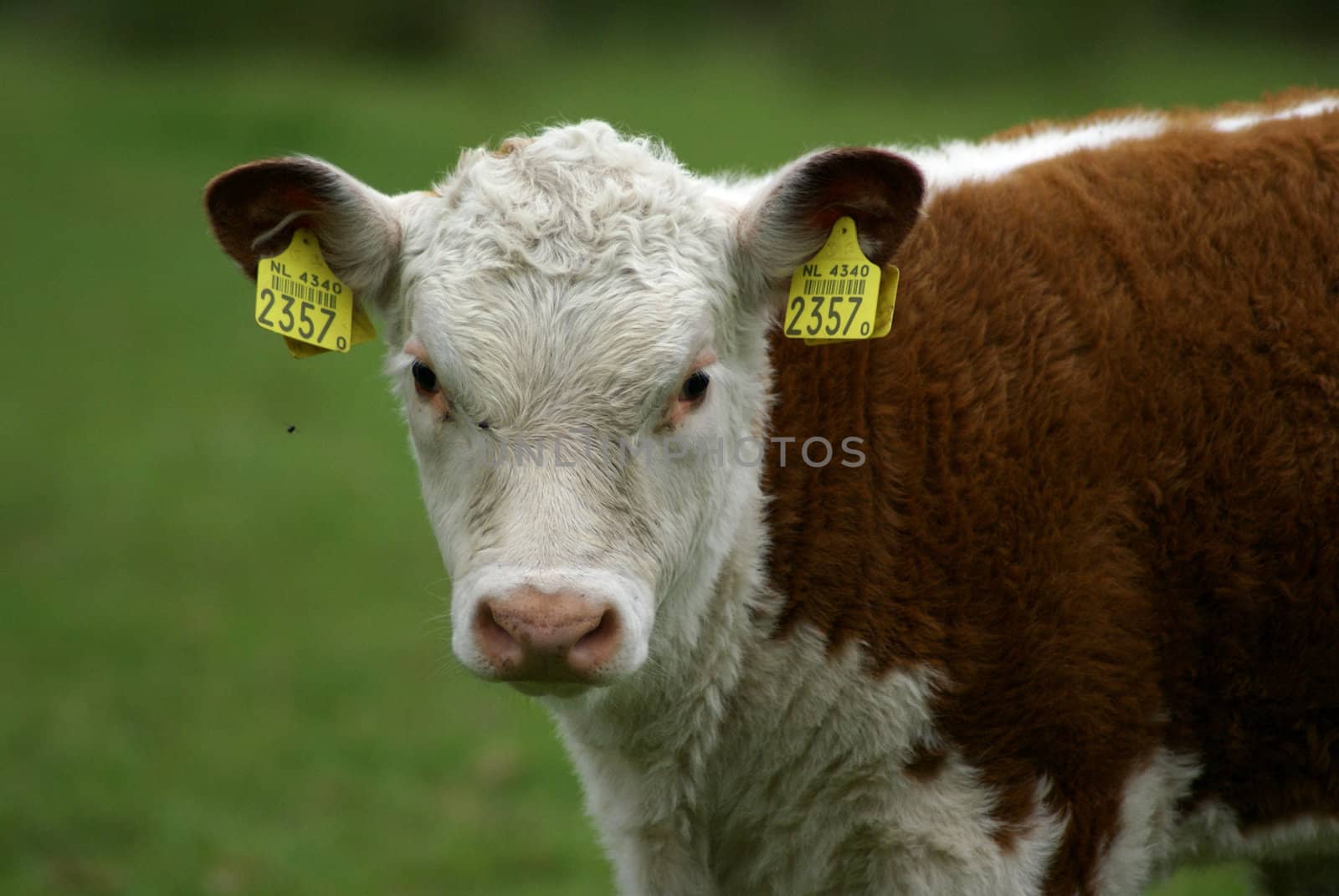 A hereford calf looking right at me.