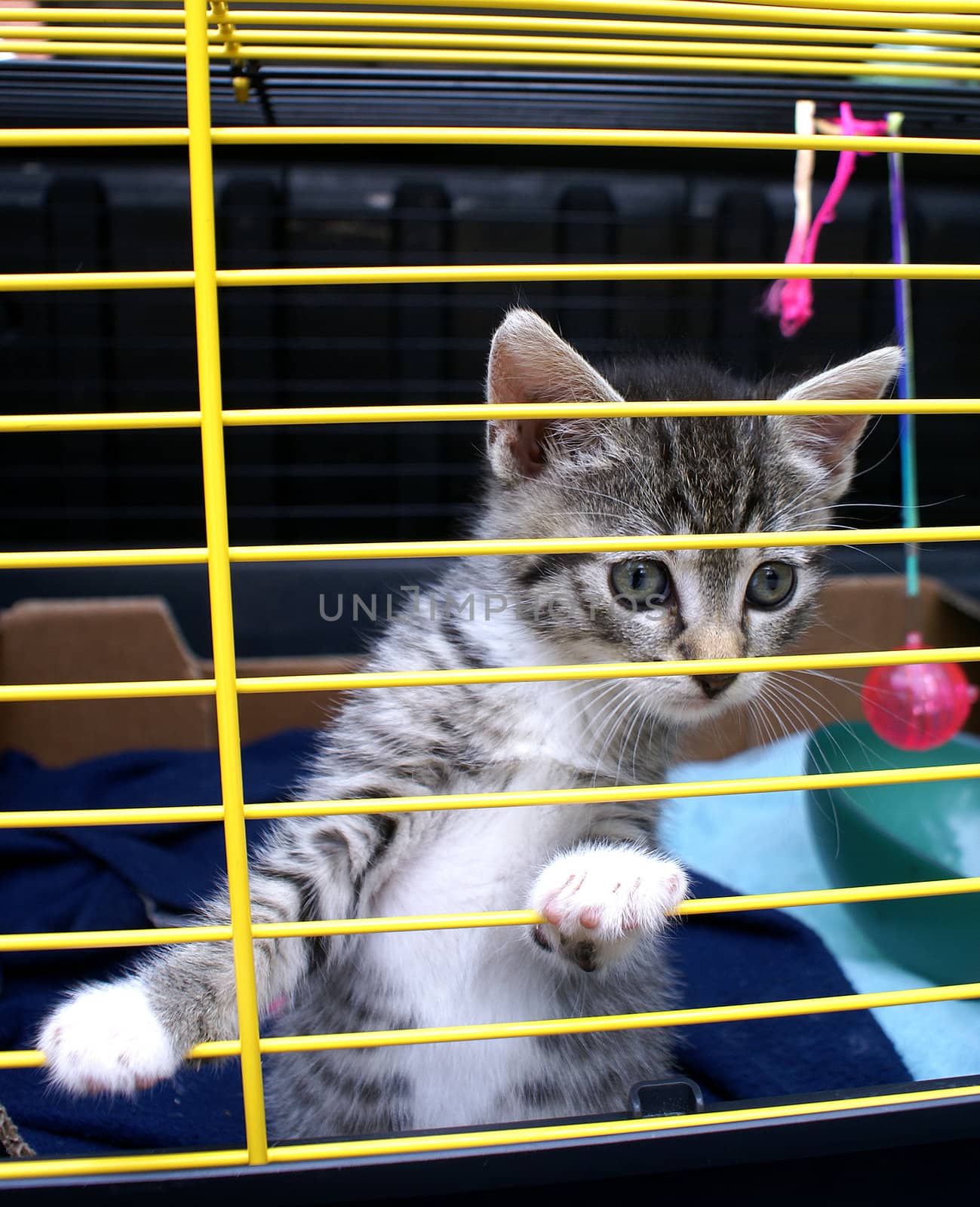 Little kitten in a cage, looking for way out.