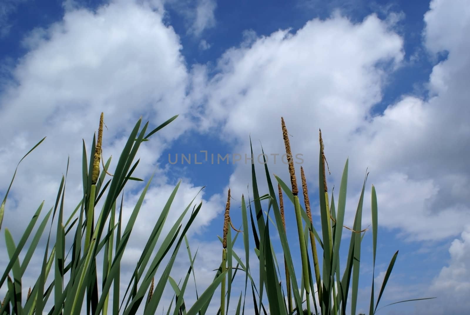 Reed against a blue sky.