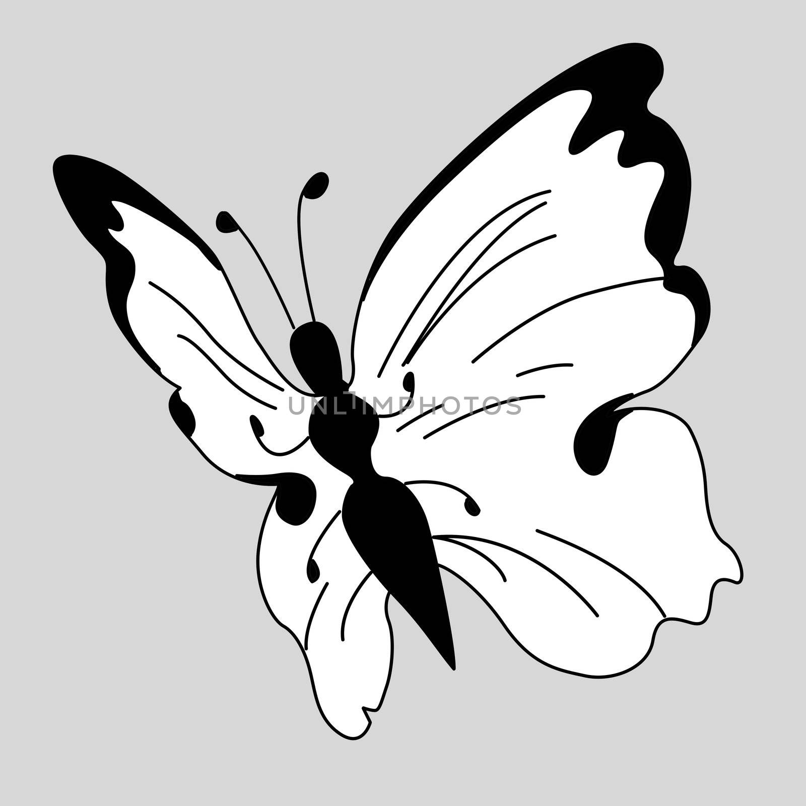 vector blanching butterfly on gray background