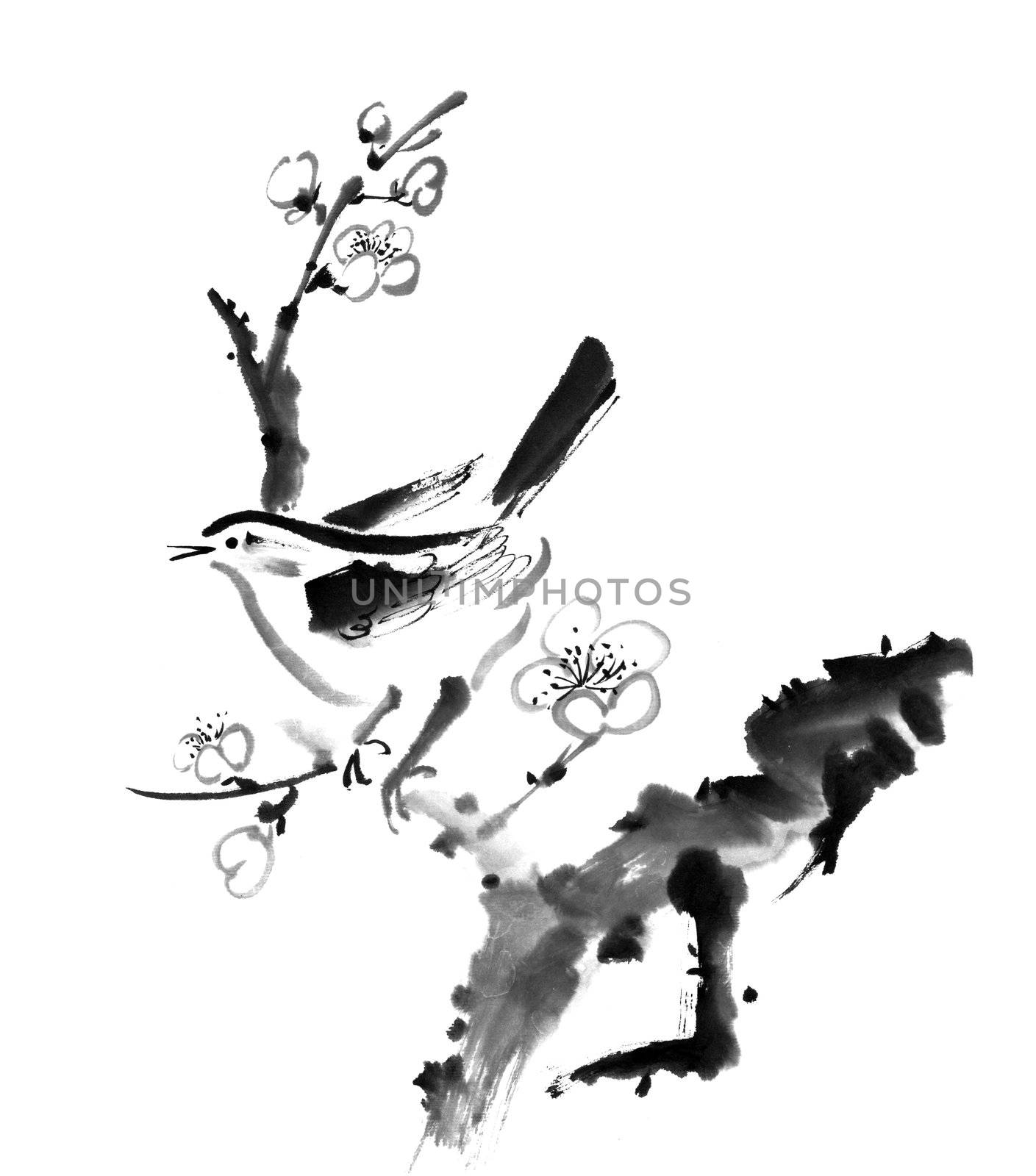 Chinese painting , plum blossom and bird, on white background.