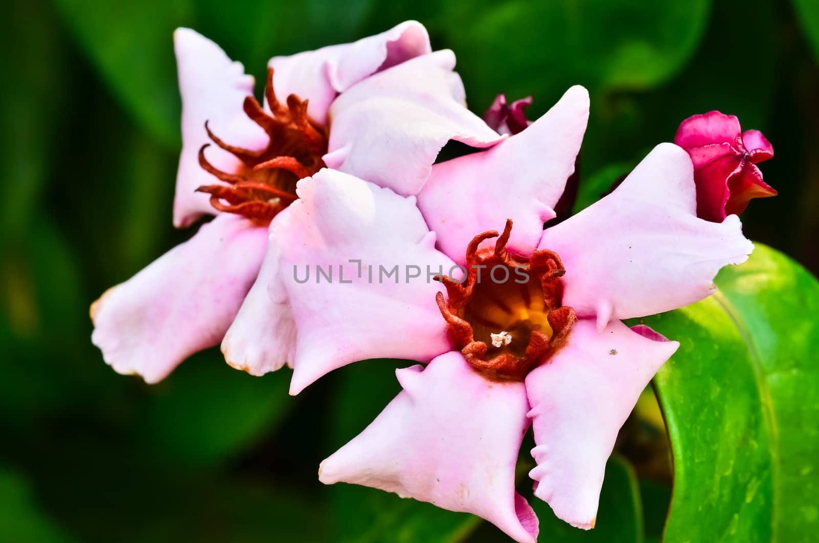 Easter Lily Vine