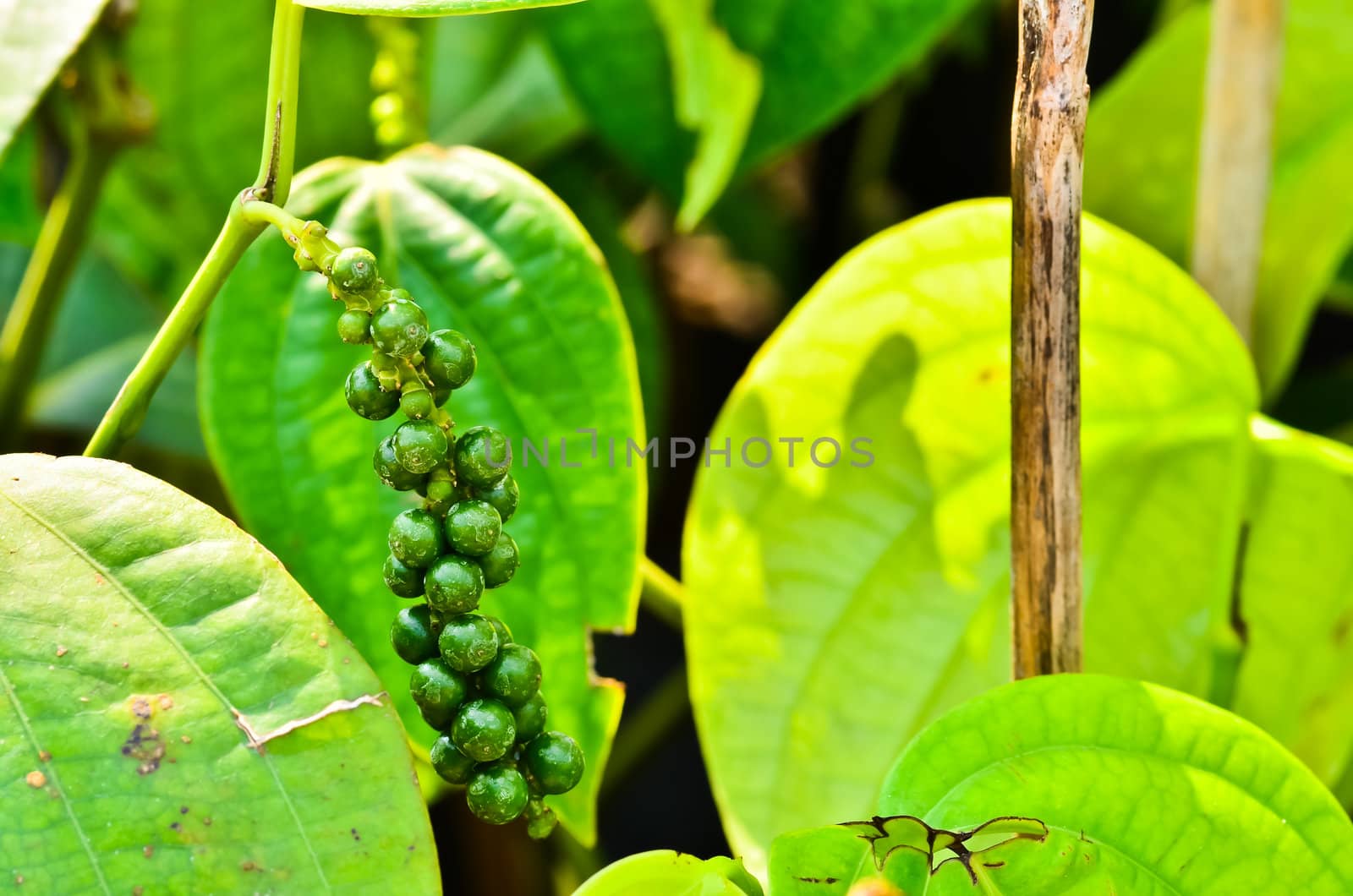 Fresh Piper nigrum on its tree