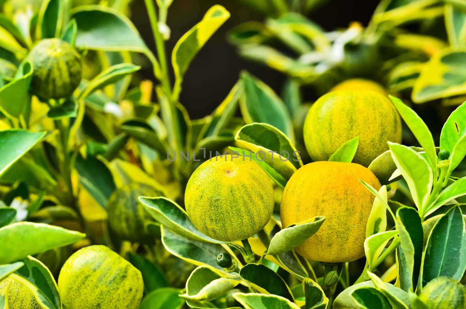 Kumquat with fruit