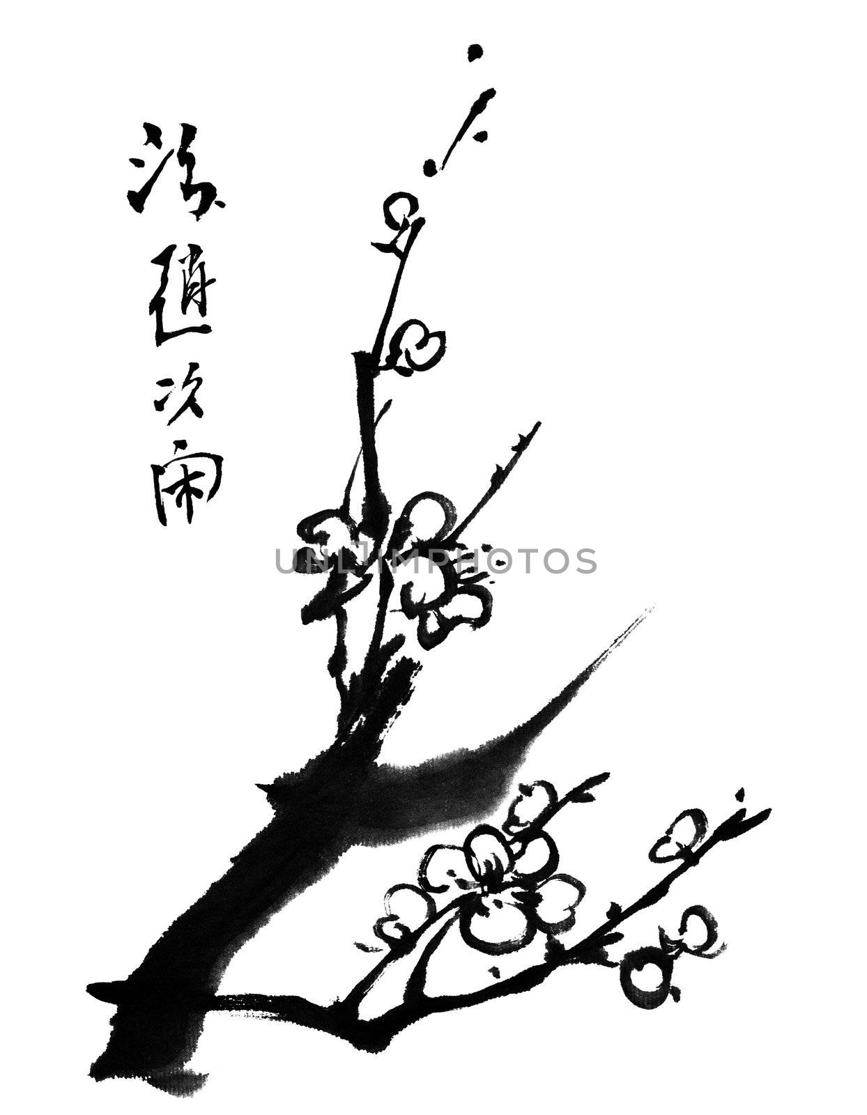 Chinese painting of flowers, plum blossom, on white background.