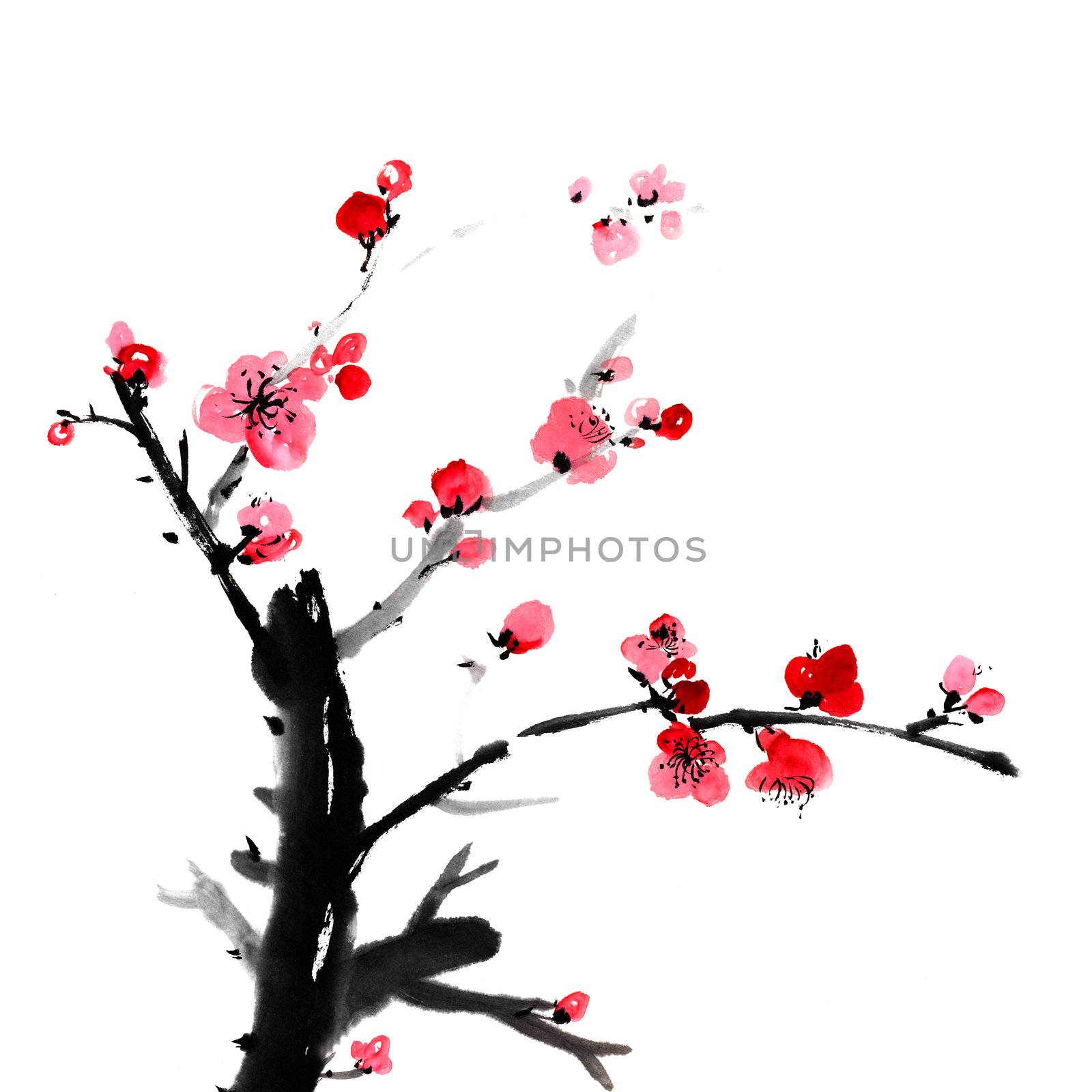plum blossom by elwynn