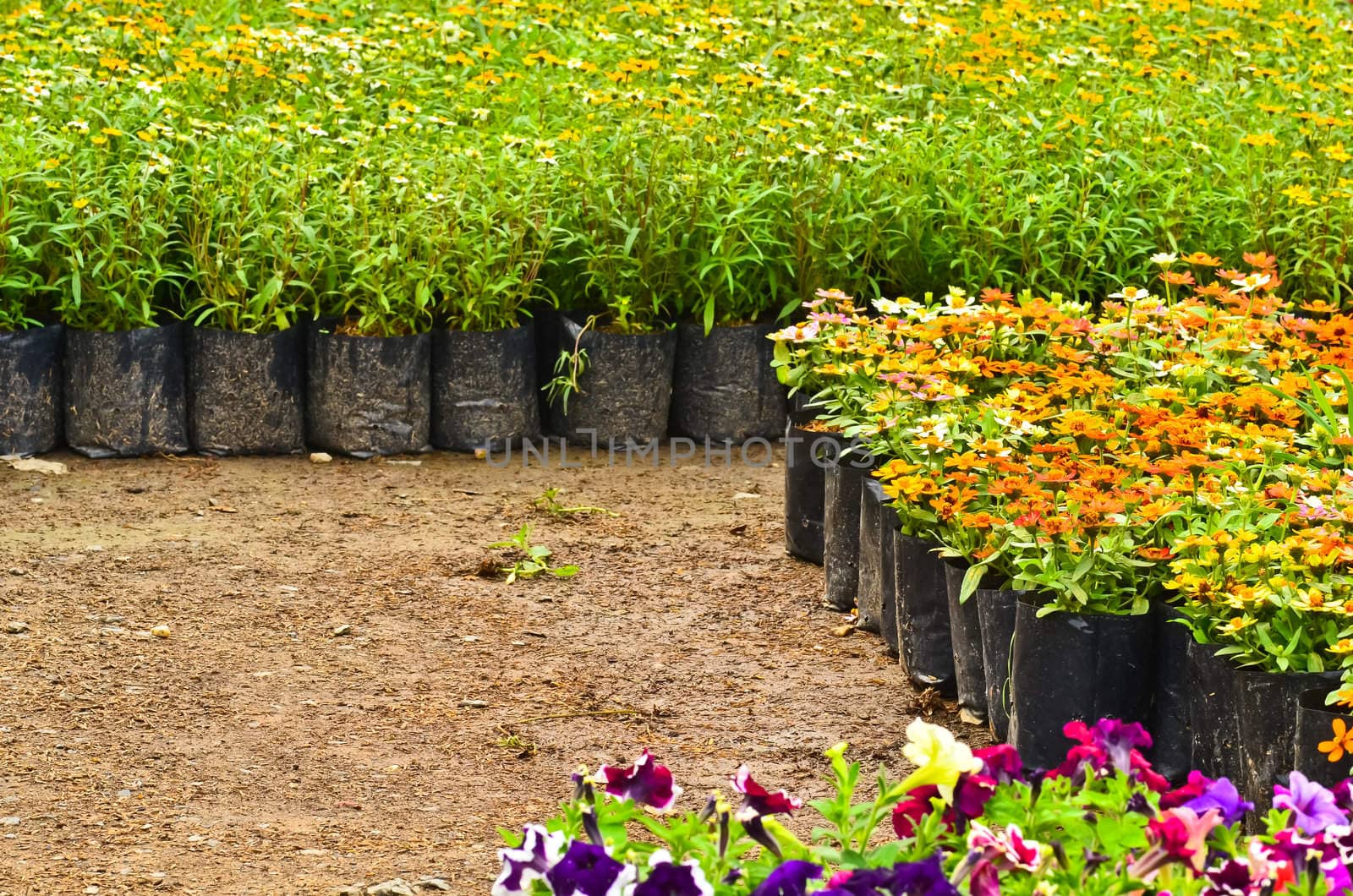 Flower nursery by raweenuttapong