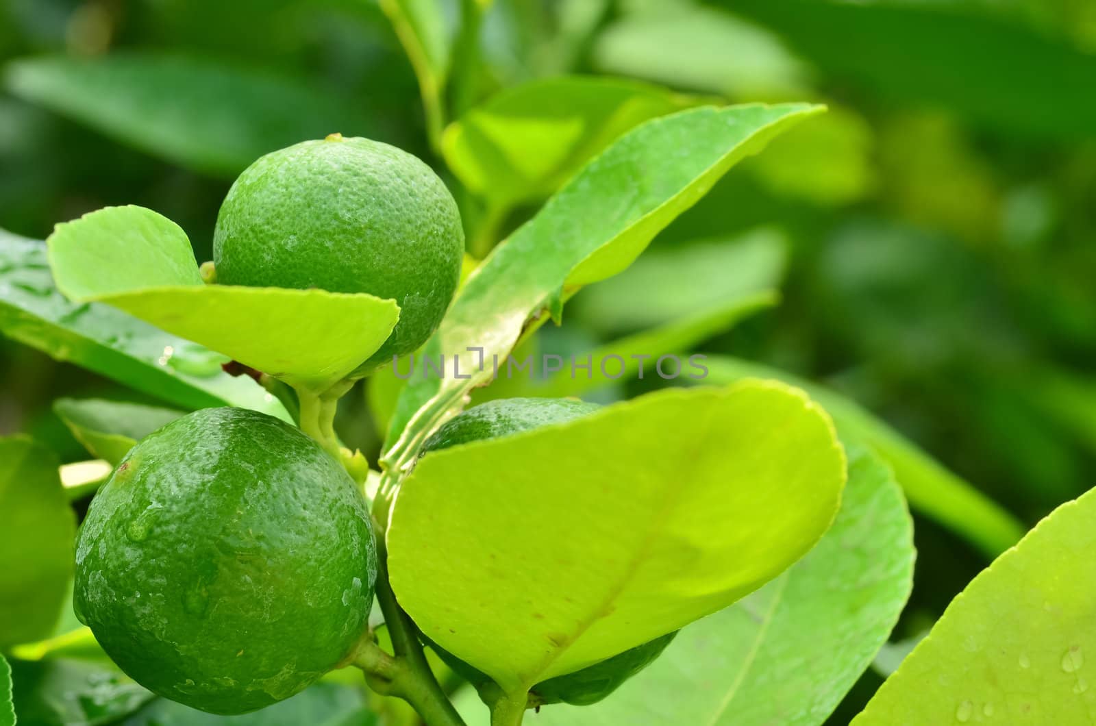 Lemon on the tree