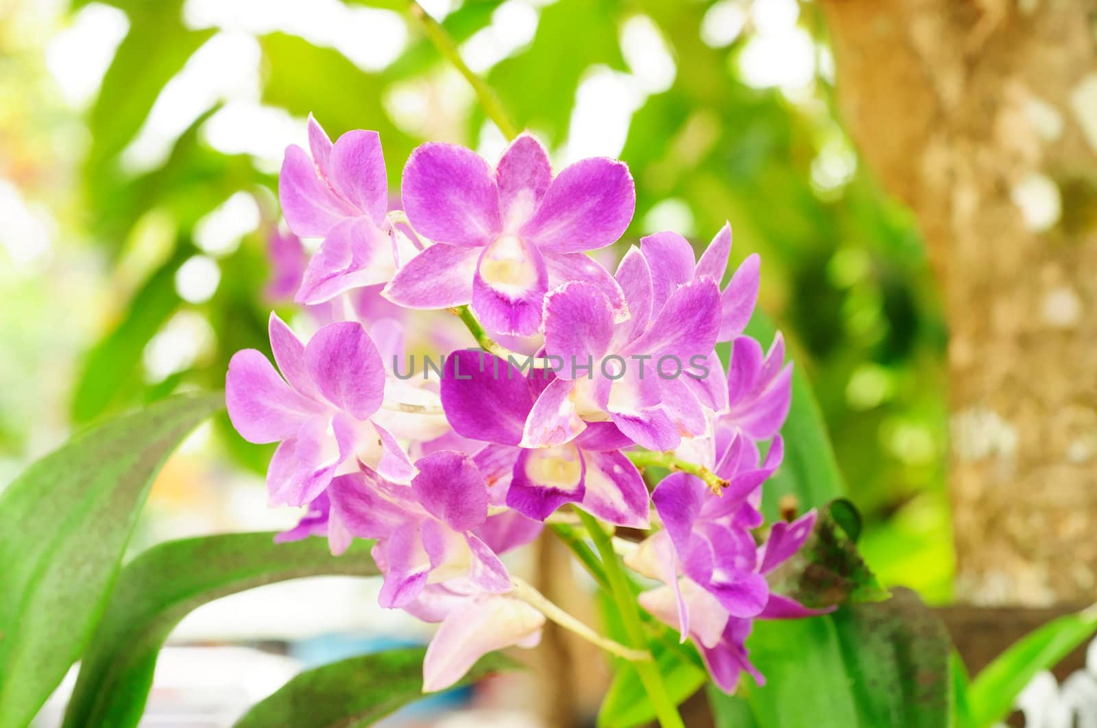 Beautiful Purple Orchid, Vanda by thampapon