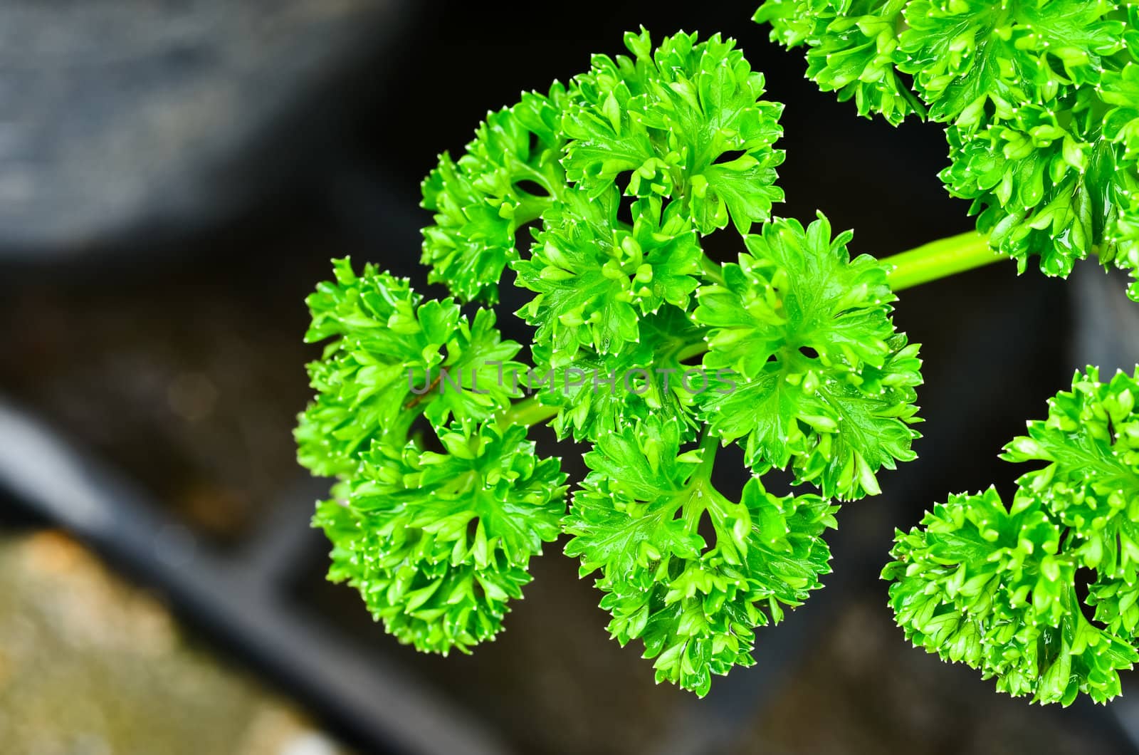 Bay leaf parsley.