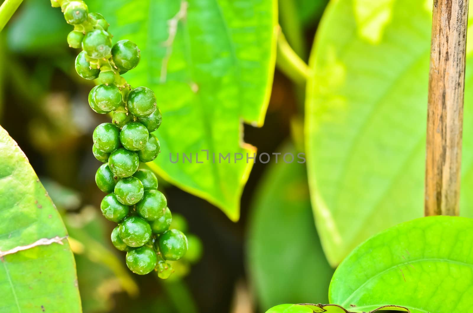 Fresh Piper  close up