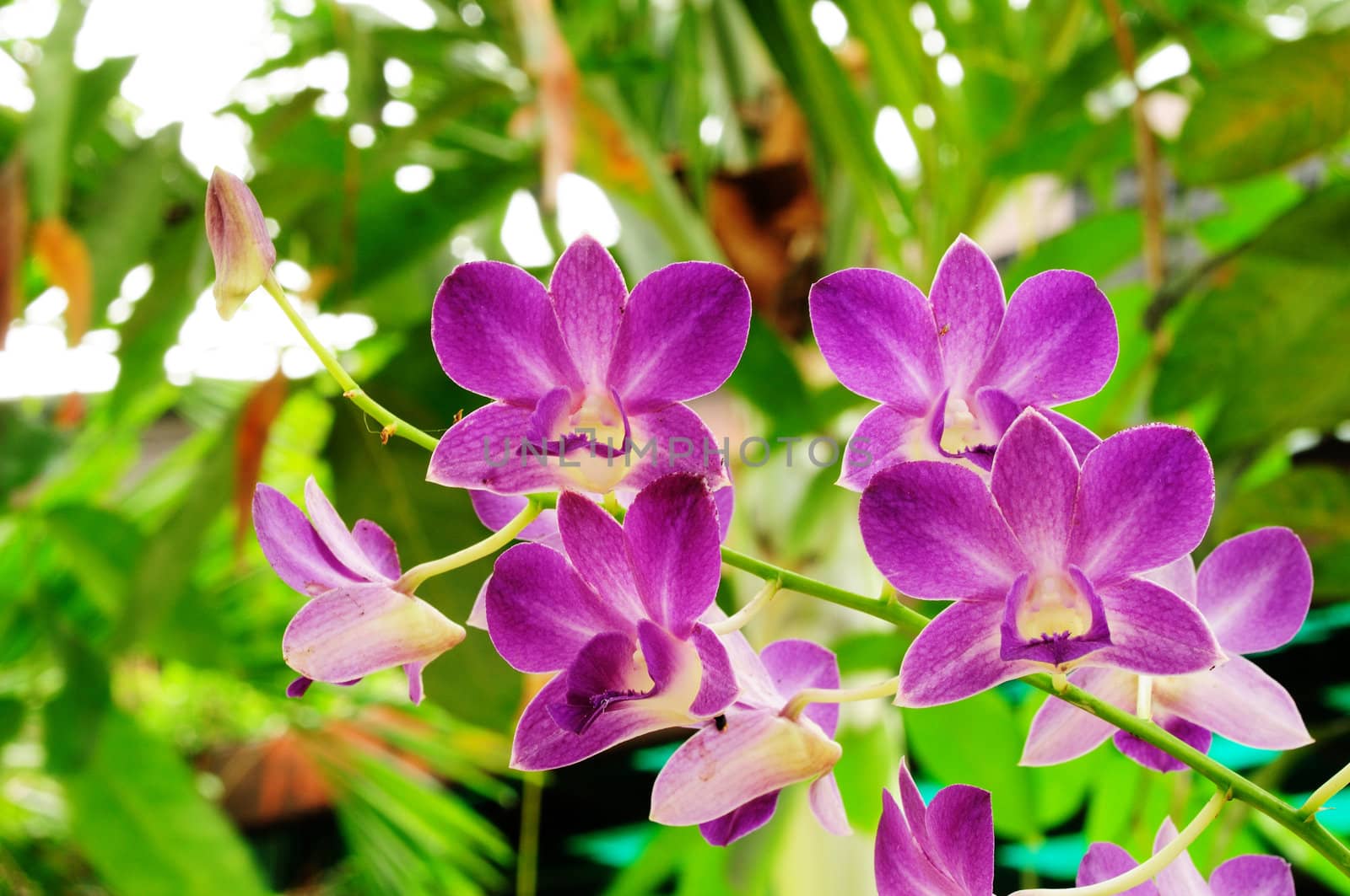 Beautiful Purple Orchid, Vanda by thampapon