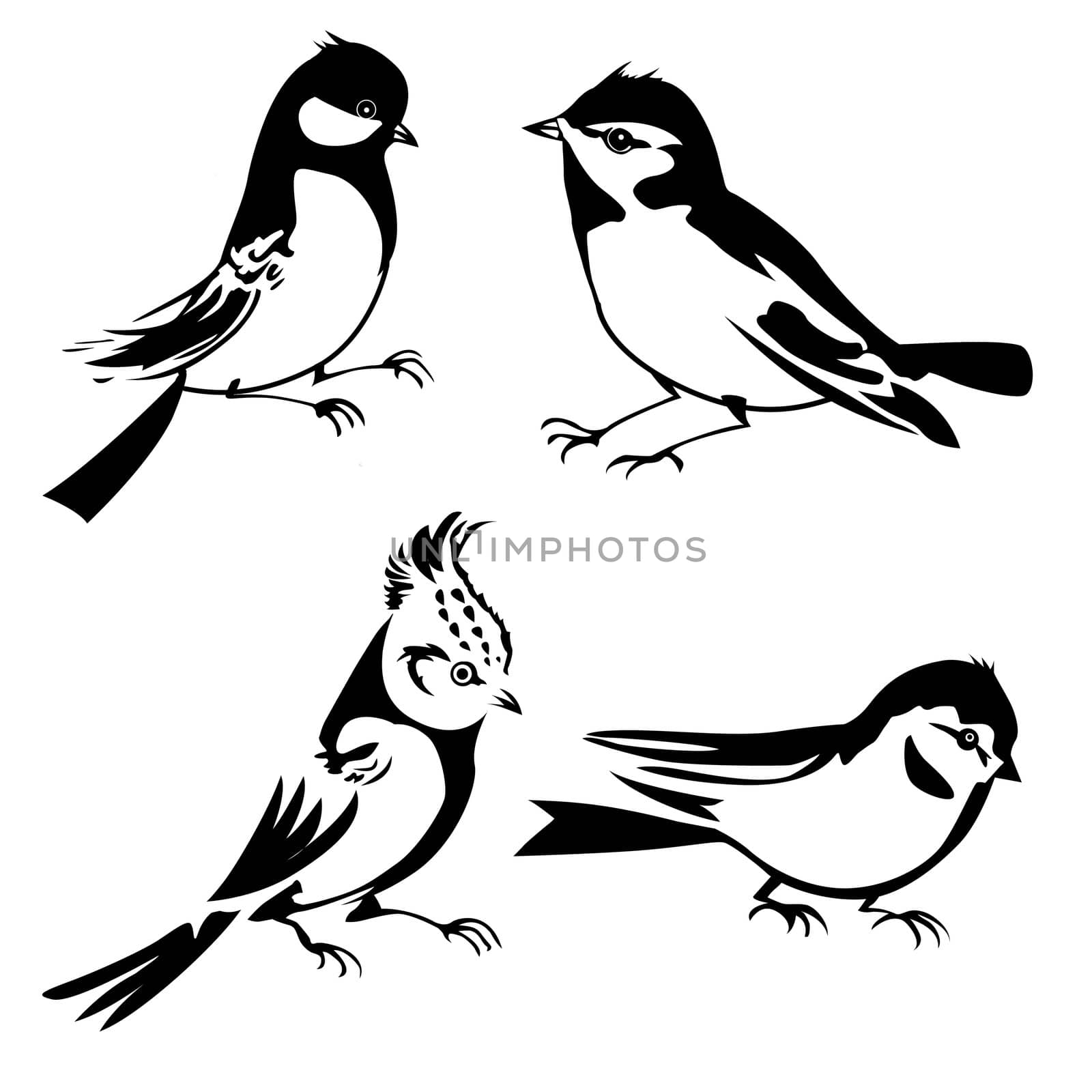 birds silhouette on white background, vector illustration by basel101658