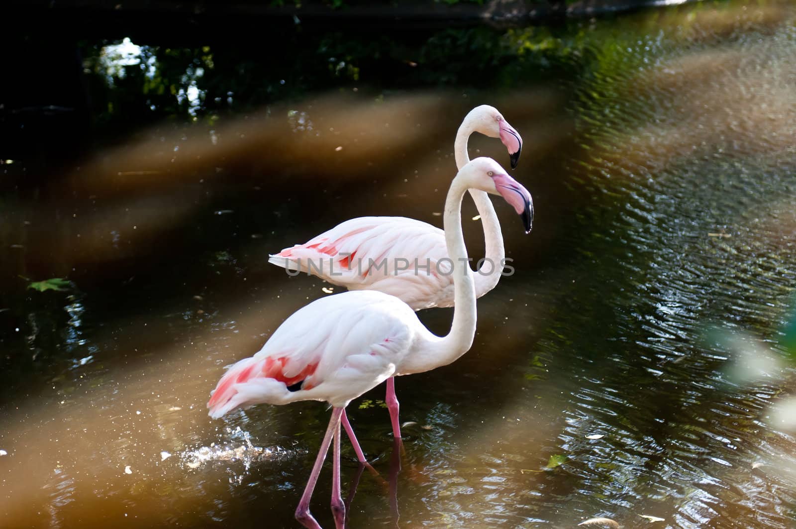 flamingo by rook