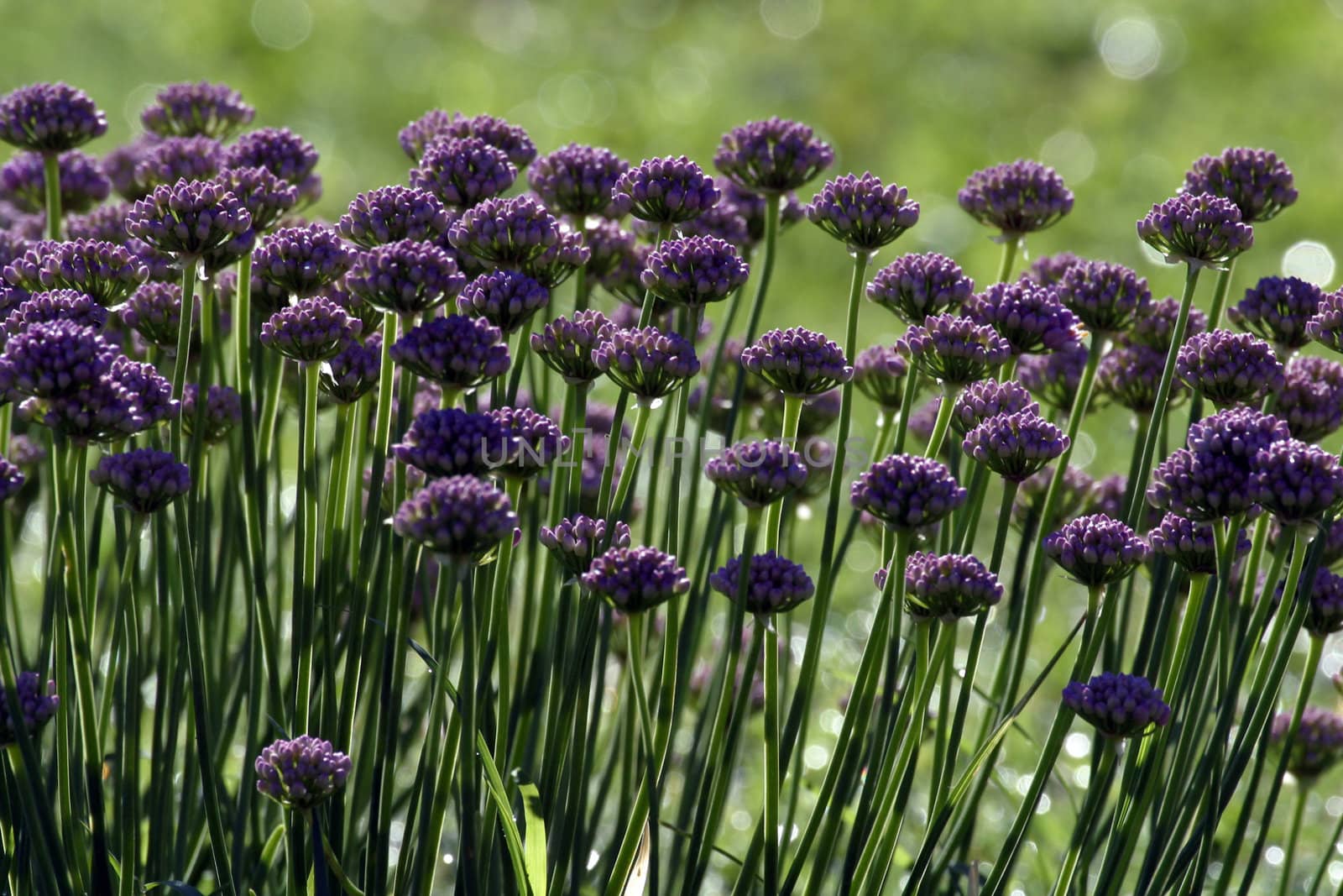A close-up photo of beautiful herb flowers