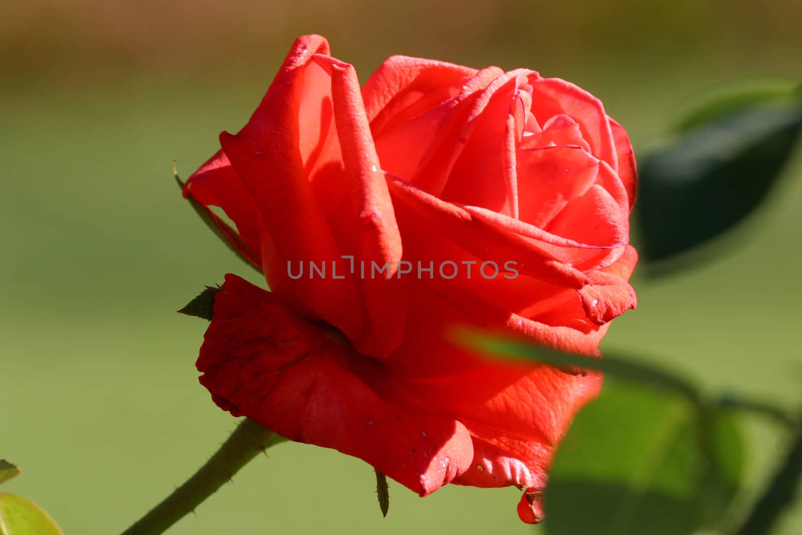 Close up of a red rose