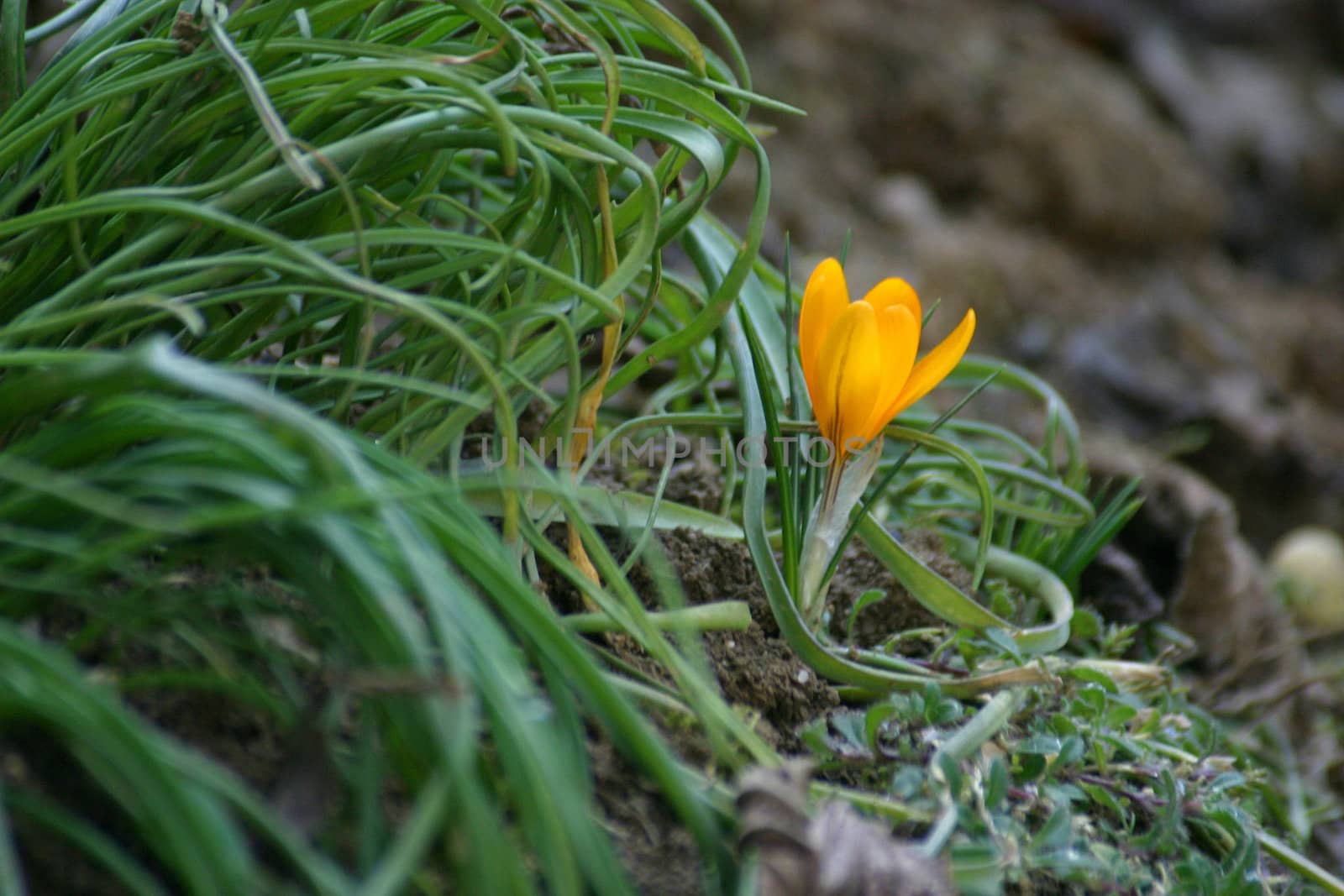 Crocus