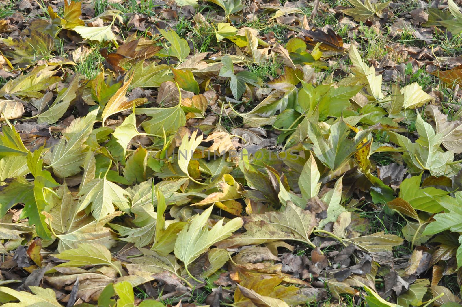 Green leaves greenery useful as a background
