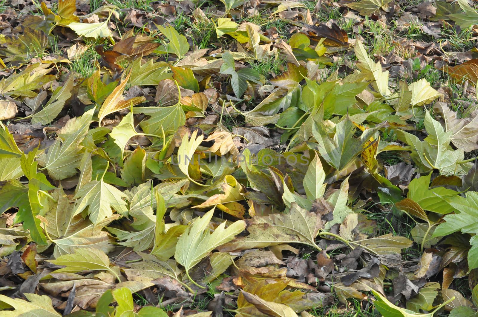 Green leaves greenery useful as a background