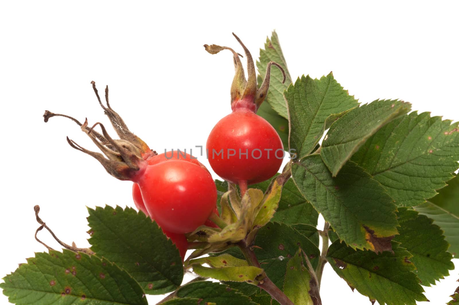 Dogrose berry. by kromeshnik