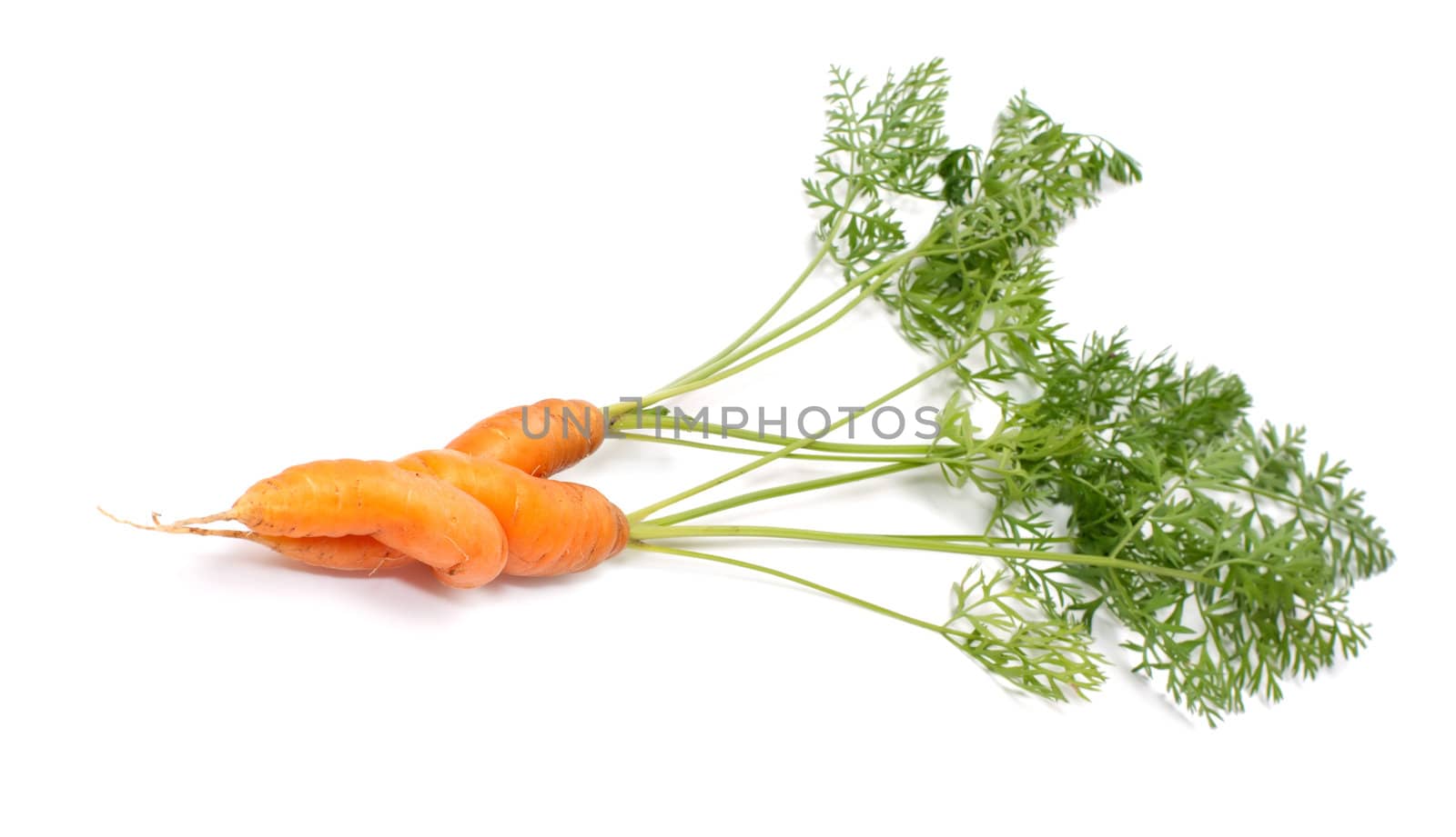 Two carrots with tops on white background.