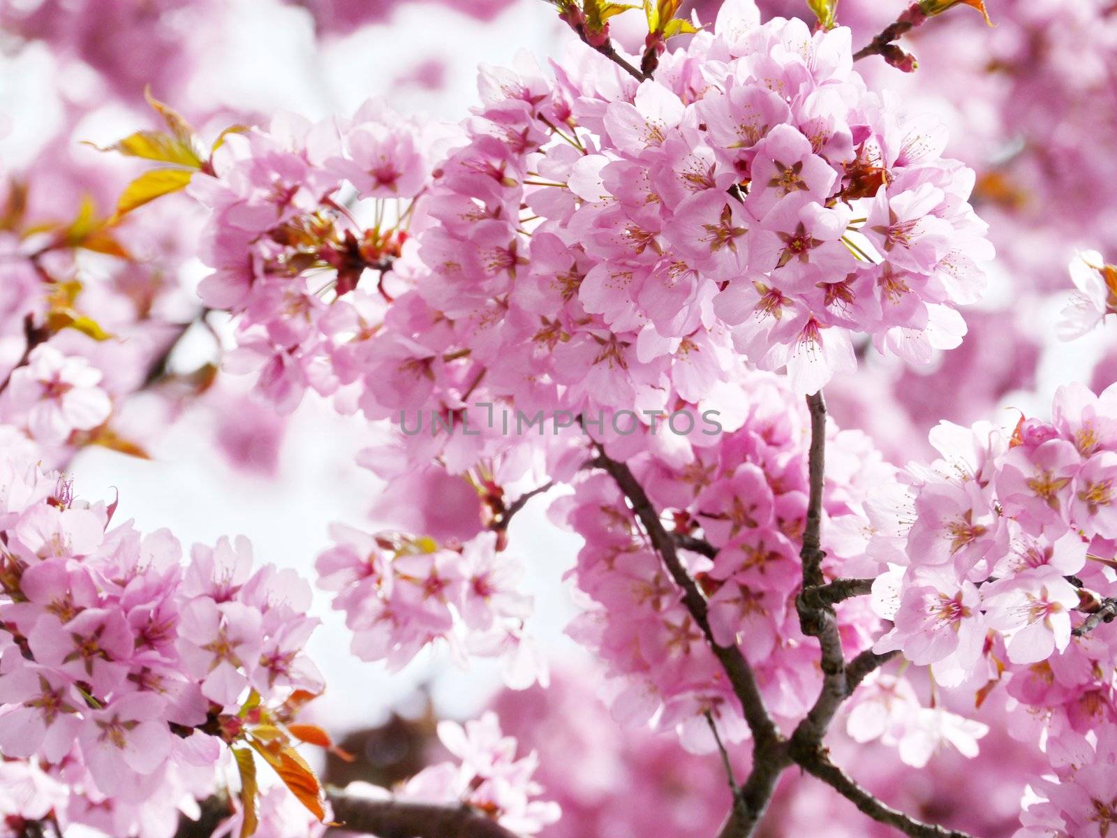 Pink cherry blossom in full bloom. by yucas
