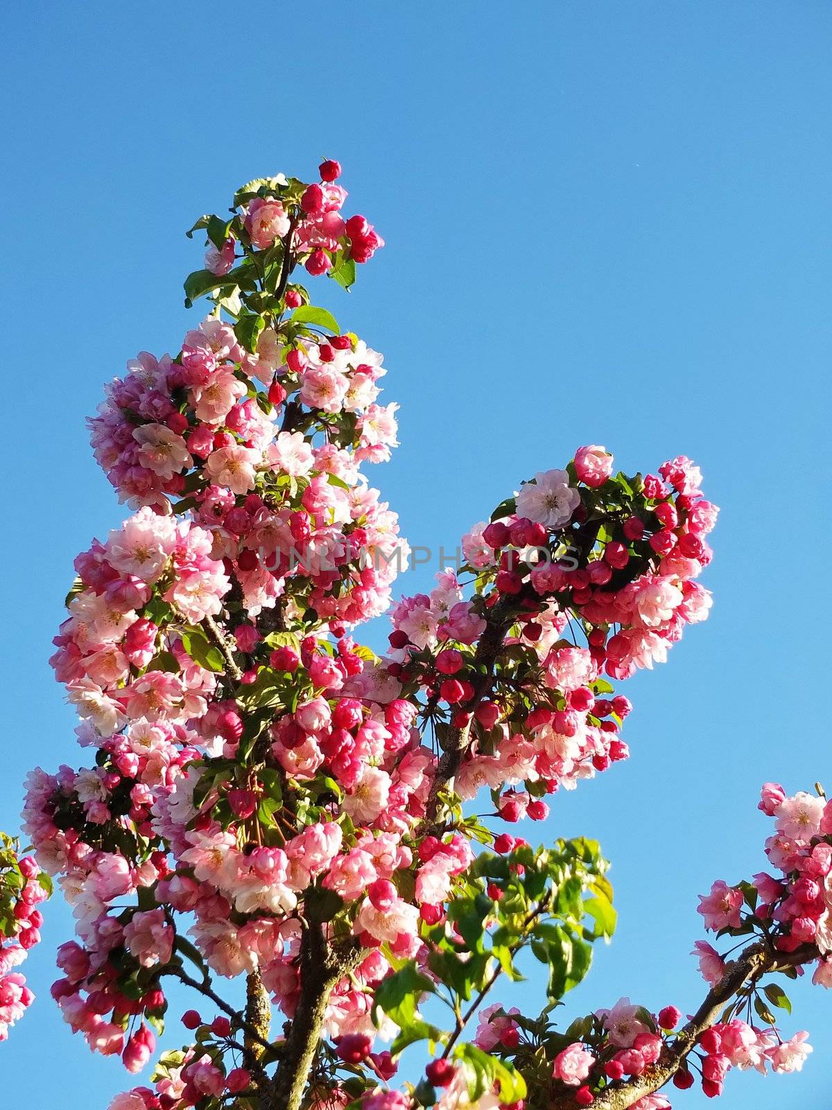 apple flowers and buds blooming at spring by yucas