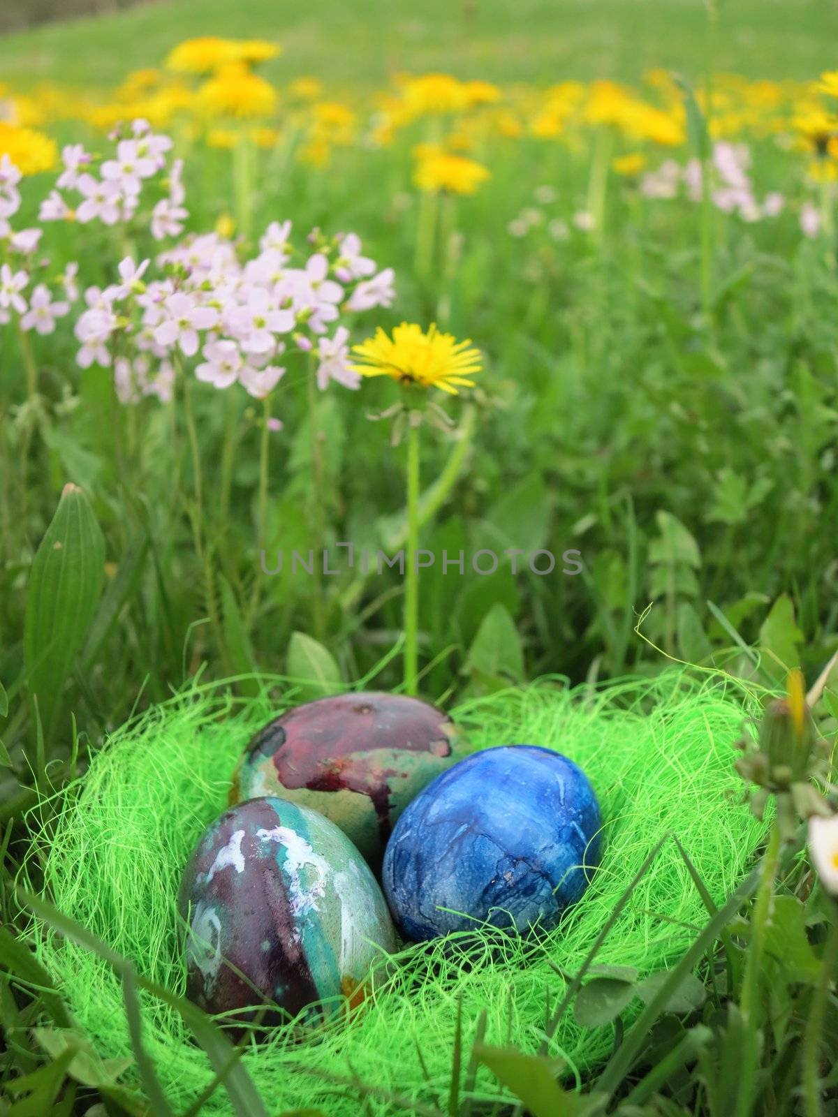 Eggs in a green grass