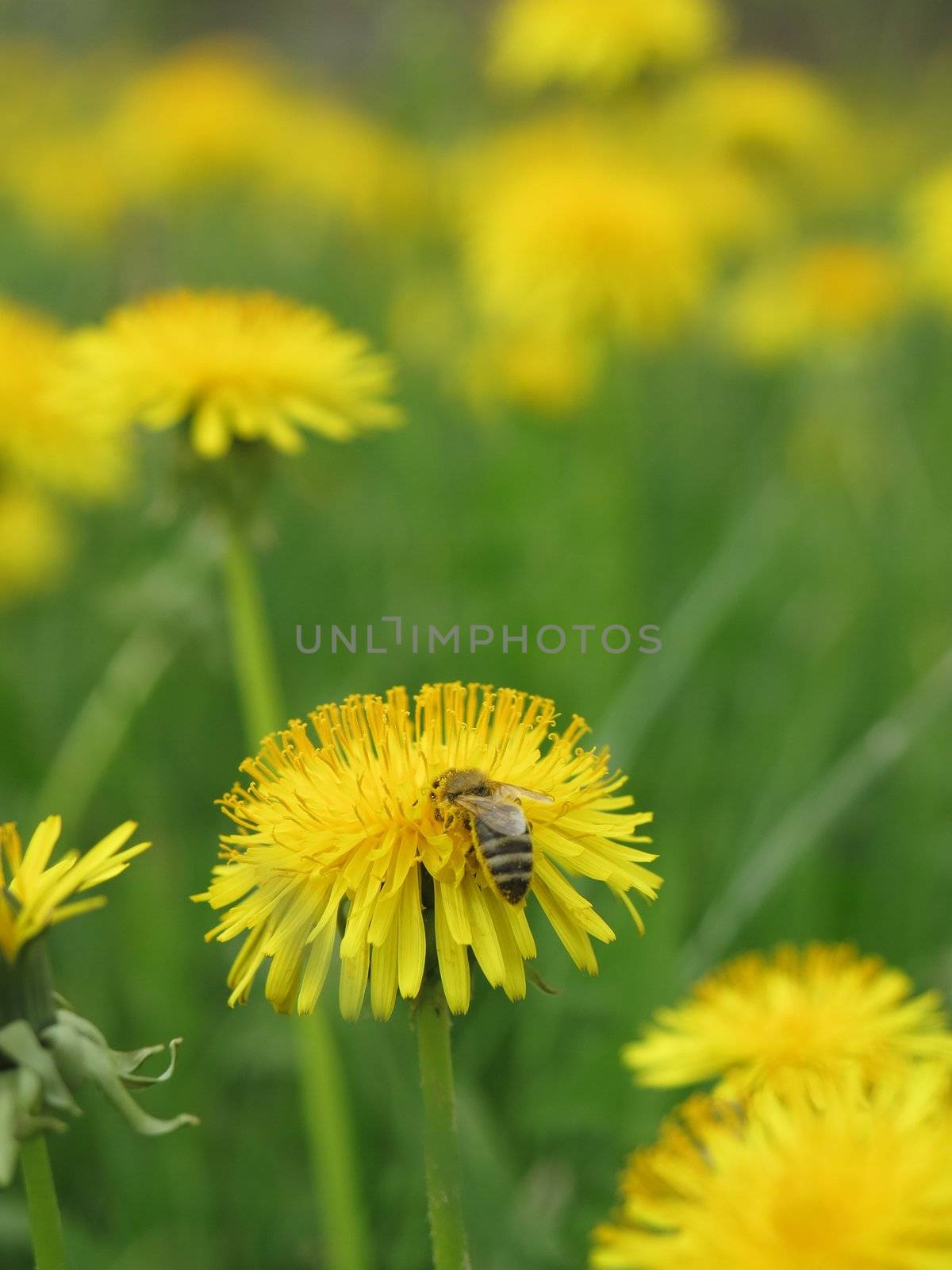 Bee on dandelion by yucas