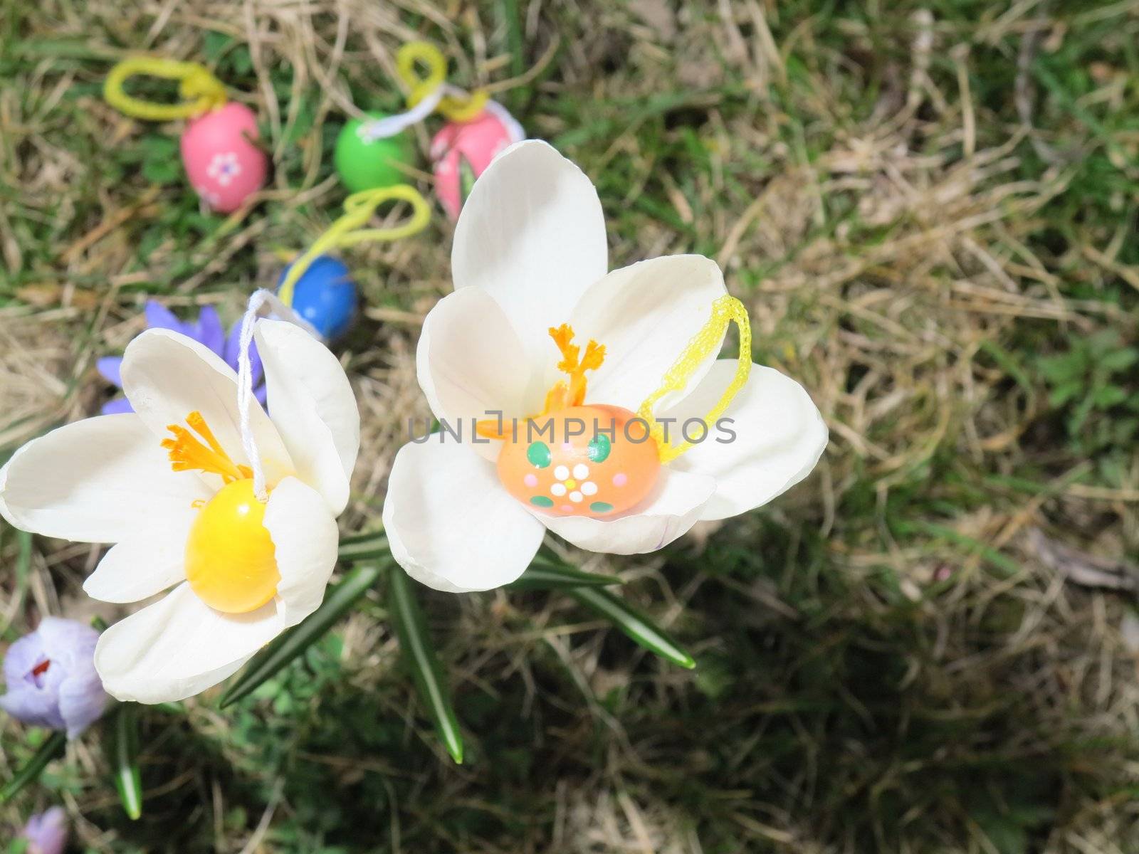 Easter eggs in front of crocuses