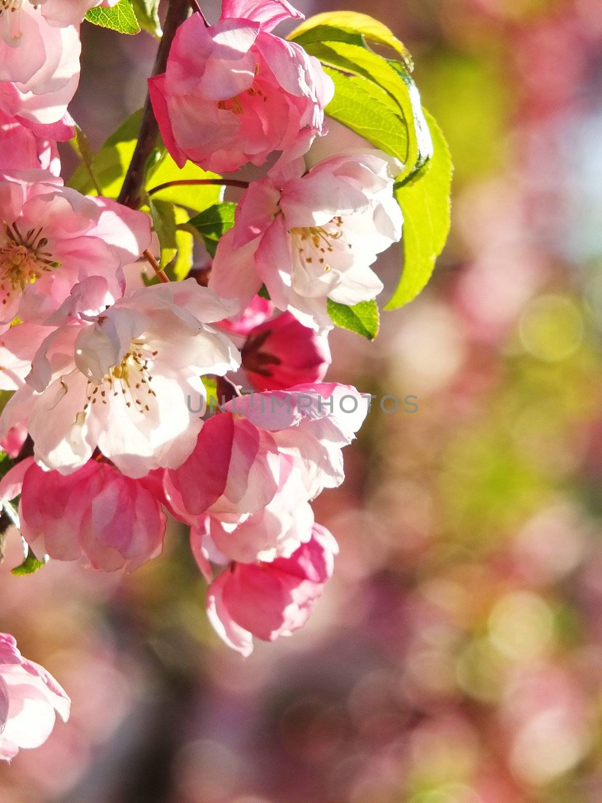 apple flowers and buds blooming at spring