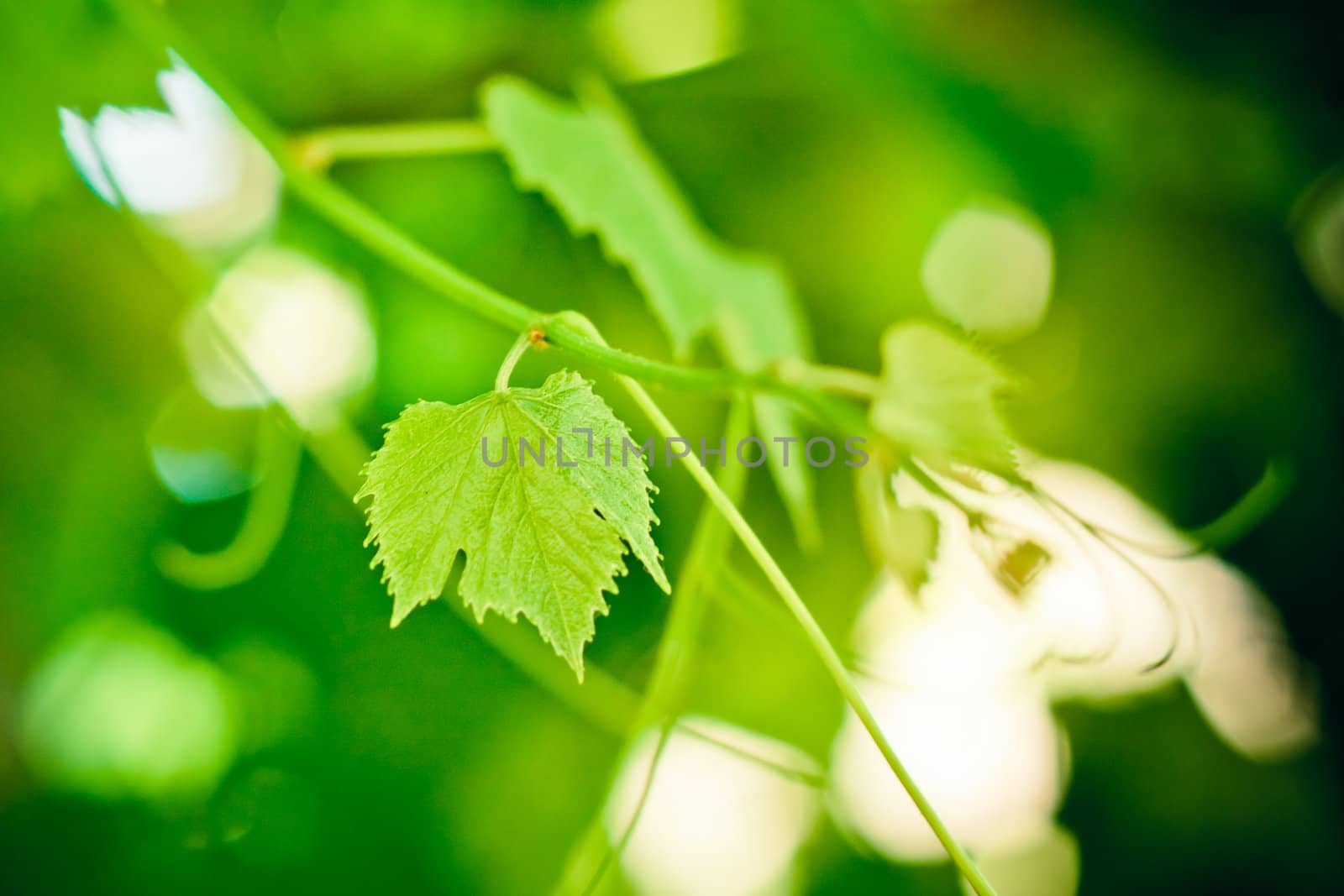 Grape leaf  by ryhor