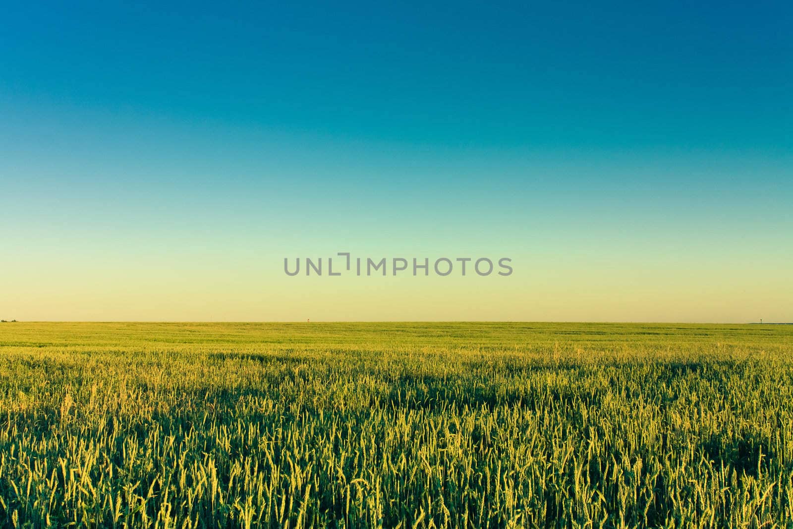 A barley field with shining green barley ears in early summer