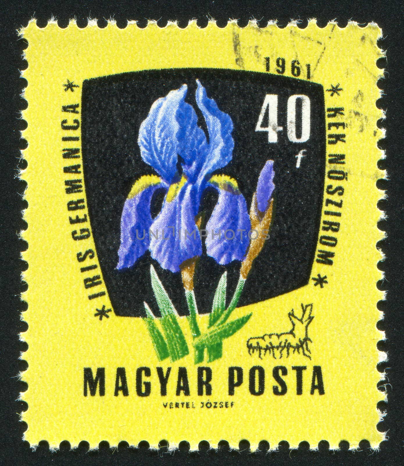 Blue iris flower by rook