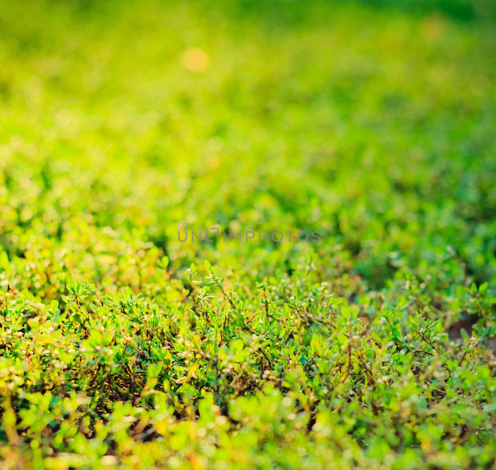 fresh spring green grass background