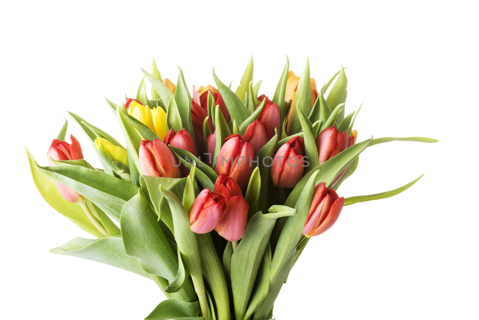 Tulips by BDS