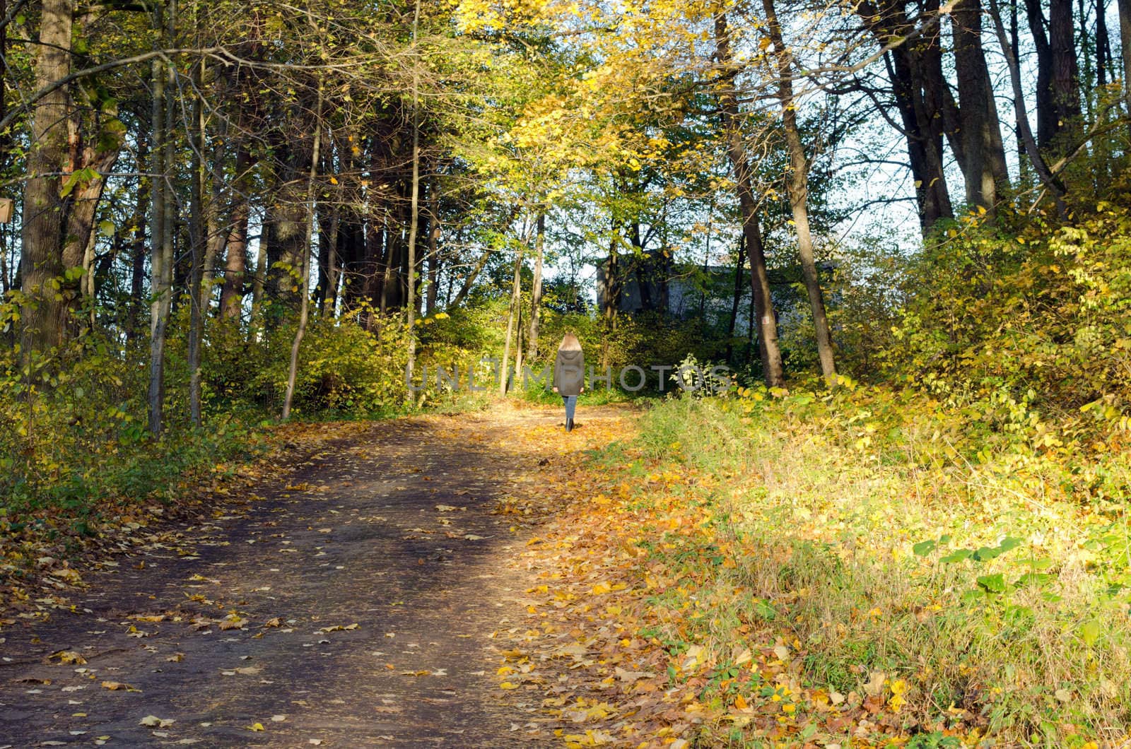 beautiful blond woman walking uphill between amazing sunlight autumn park trees forest road.