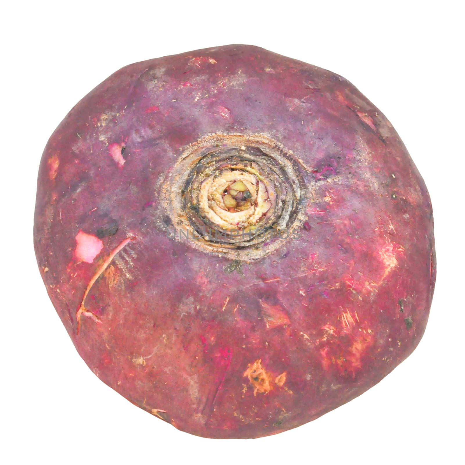 Beetroot vegetable aka the table beet, garden beet, red beet - isolated over white background