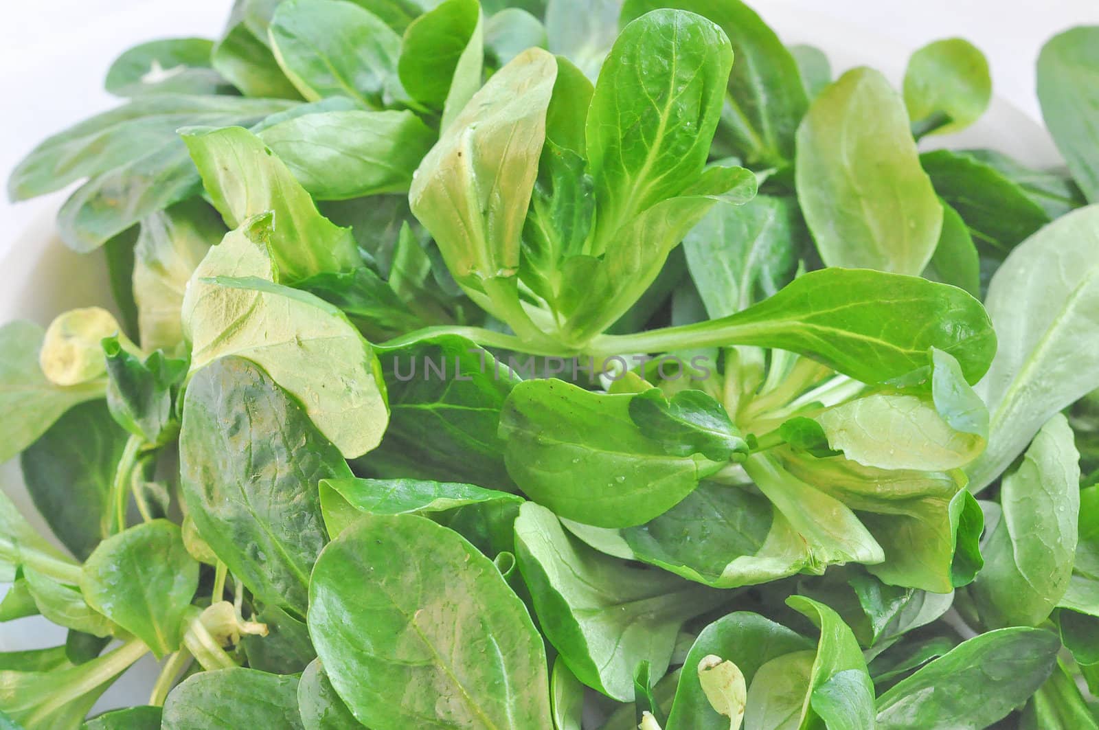 Corn salad - Valerianella locusta Valeriana olitoria