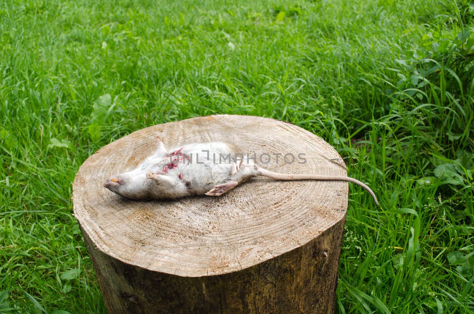 dead rat with bloody wound and yellow tooth lie on tree stump surrounded by green meadow grass.