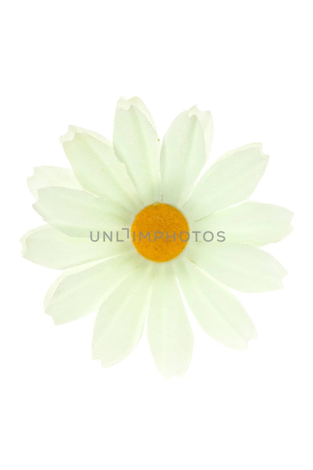 white flower, isolated on white