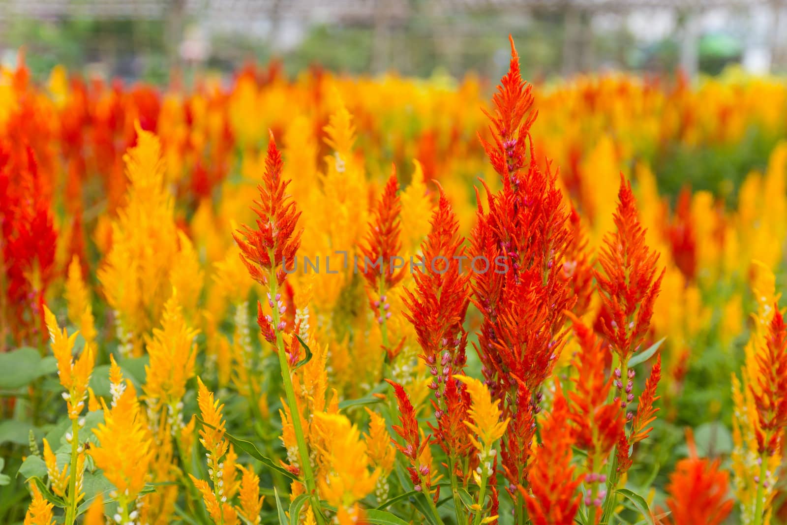 Closeup of a cockscomb flower (Celosia Cristata) in a garden