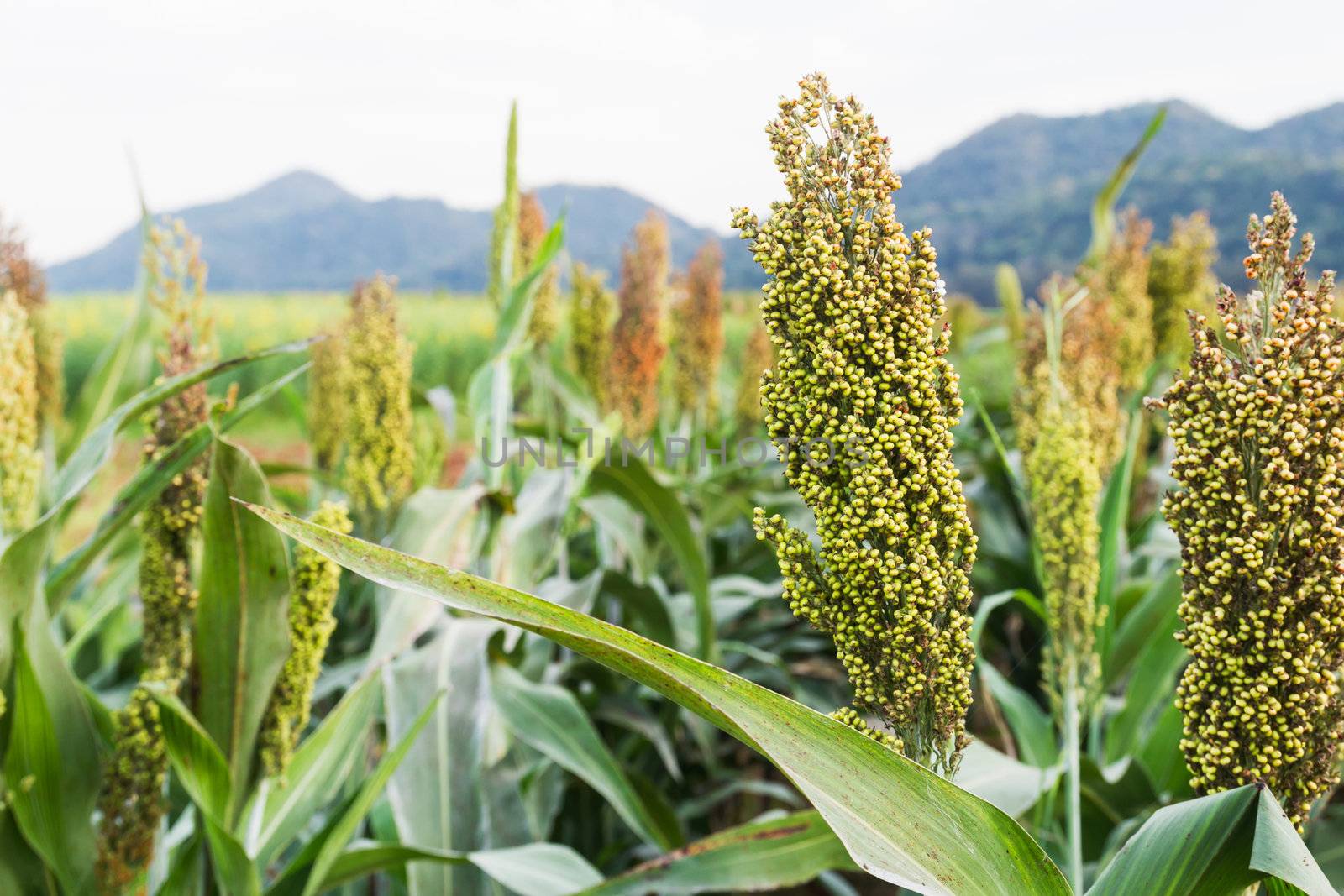 Closeup of sorghum ear on a field in Thailand