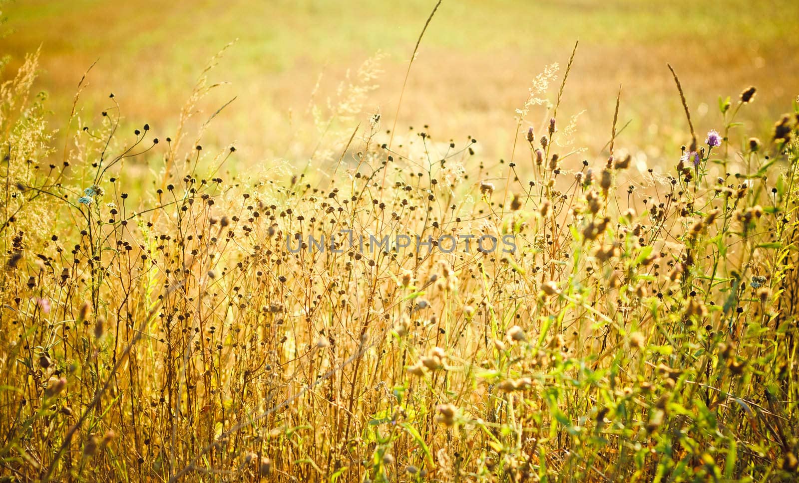 Field of grass on summer day.