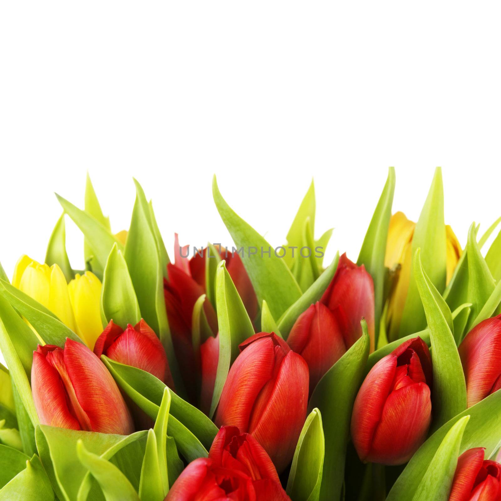 Tulips by BDS