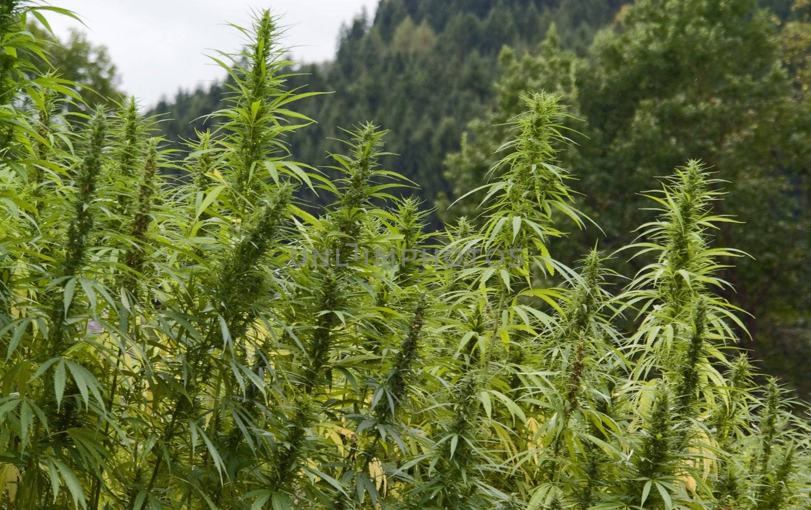 full frame detail of a hemp field. vertical outdoor picture