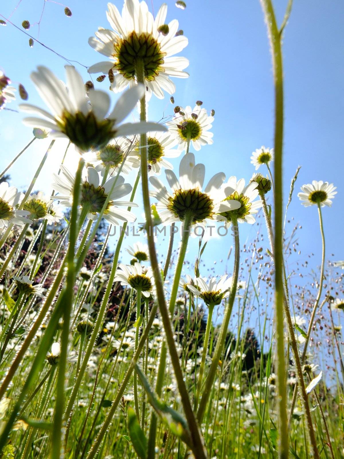 ox-eye daisies field by yucas