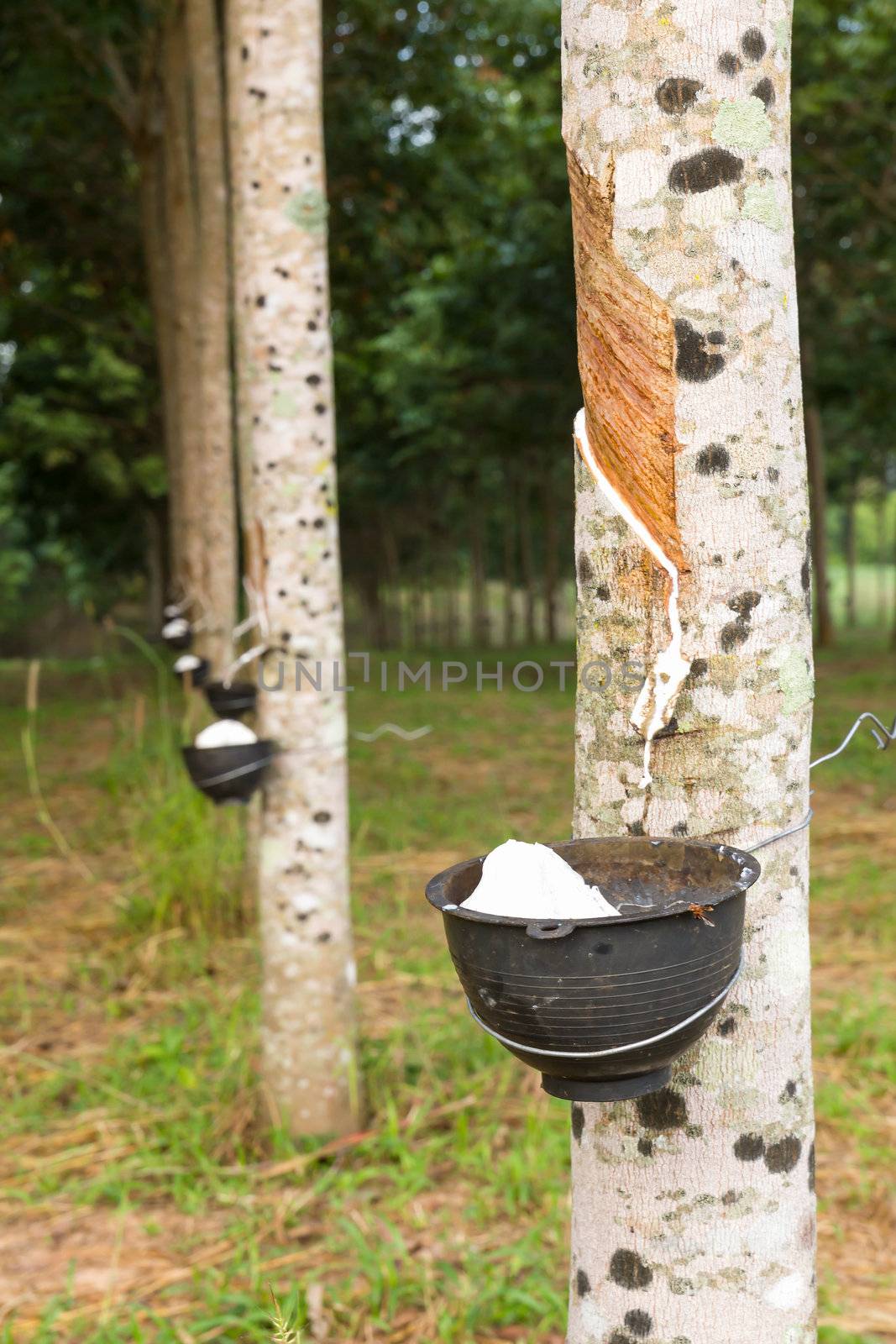 Close up of tapping latex from rubber tree in Thailand