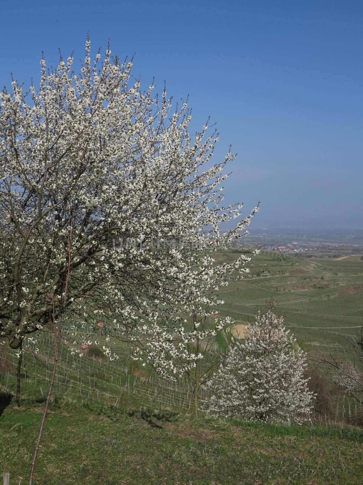 spring landscape outside at springtime