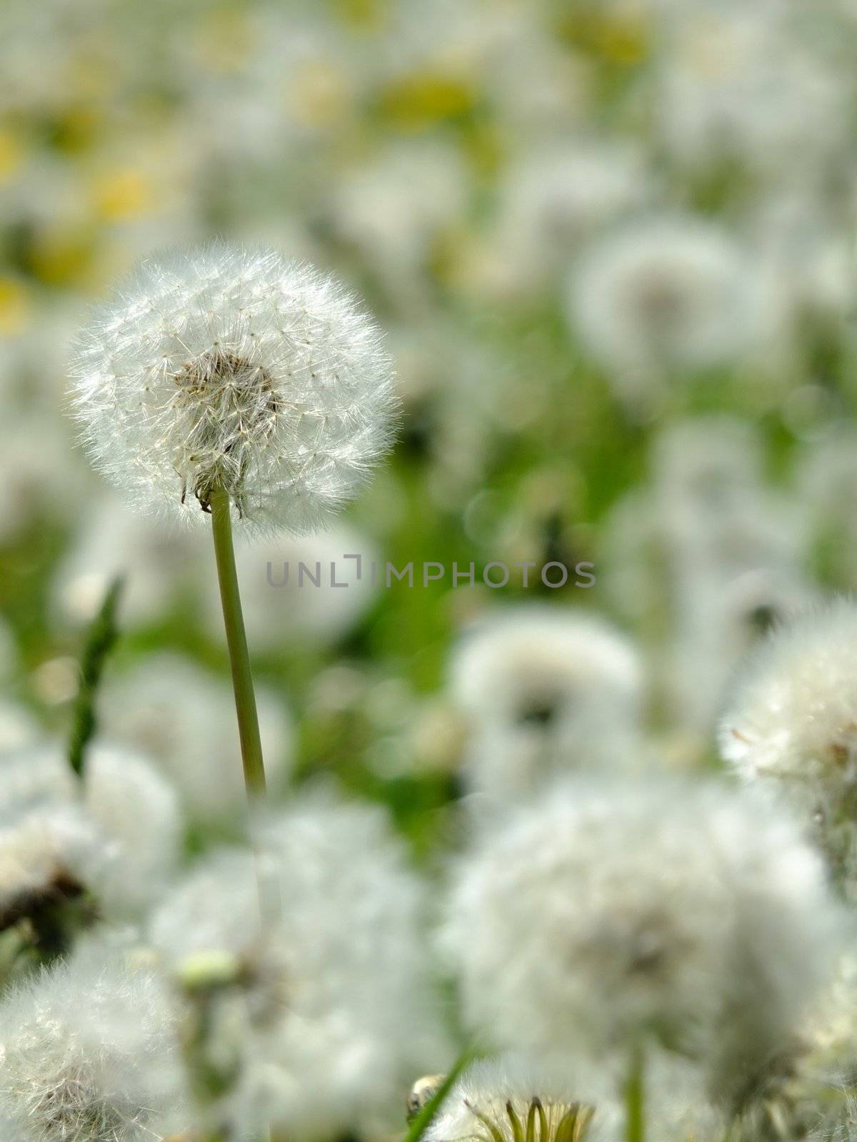 The dandelions blowballs are ready to start seeds downwind.